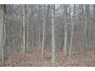 Property photo 76 - 127 Acres Offered in 8 Tracts - Allen & Dekalb County Land